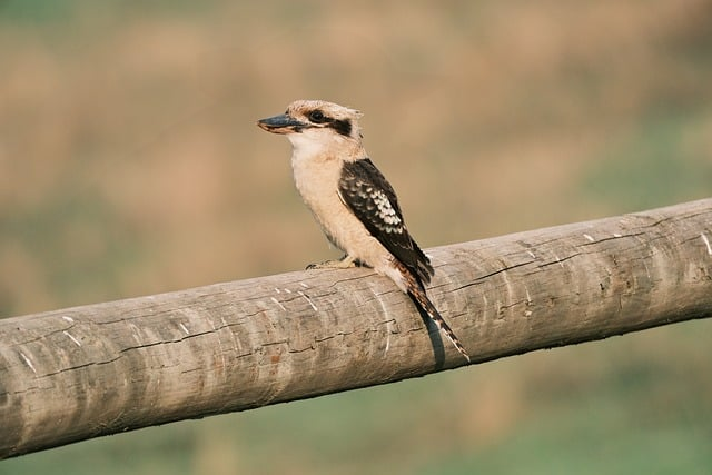 带林字的网名好听又有内涵看完这篇你大概就挑不出纠结了