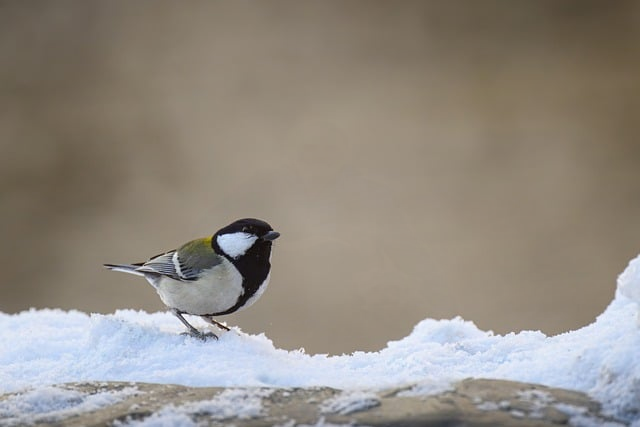 让人一眼心动的七个字独特好听昵称，这份清单别错过